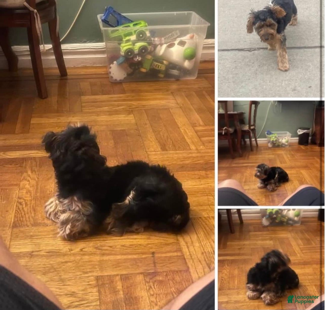 Gallery Image {{count}}