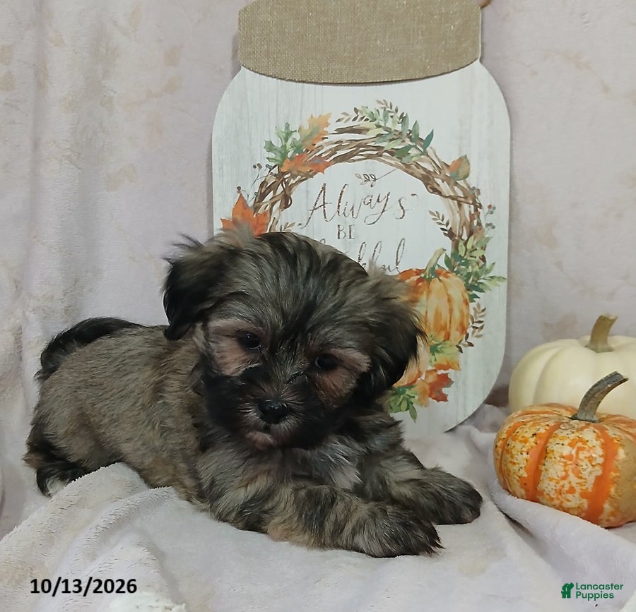 Teddy Bear dogs Lulu - Ad 2