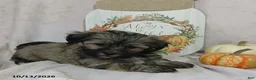 Teddy Bear dogs for sale: Lulu - Ad 2