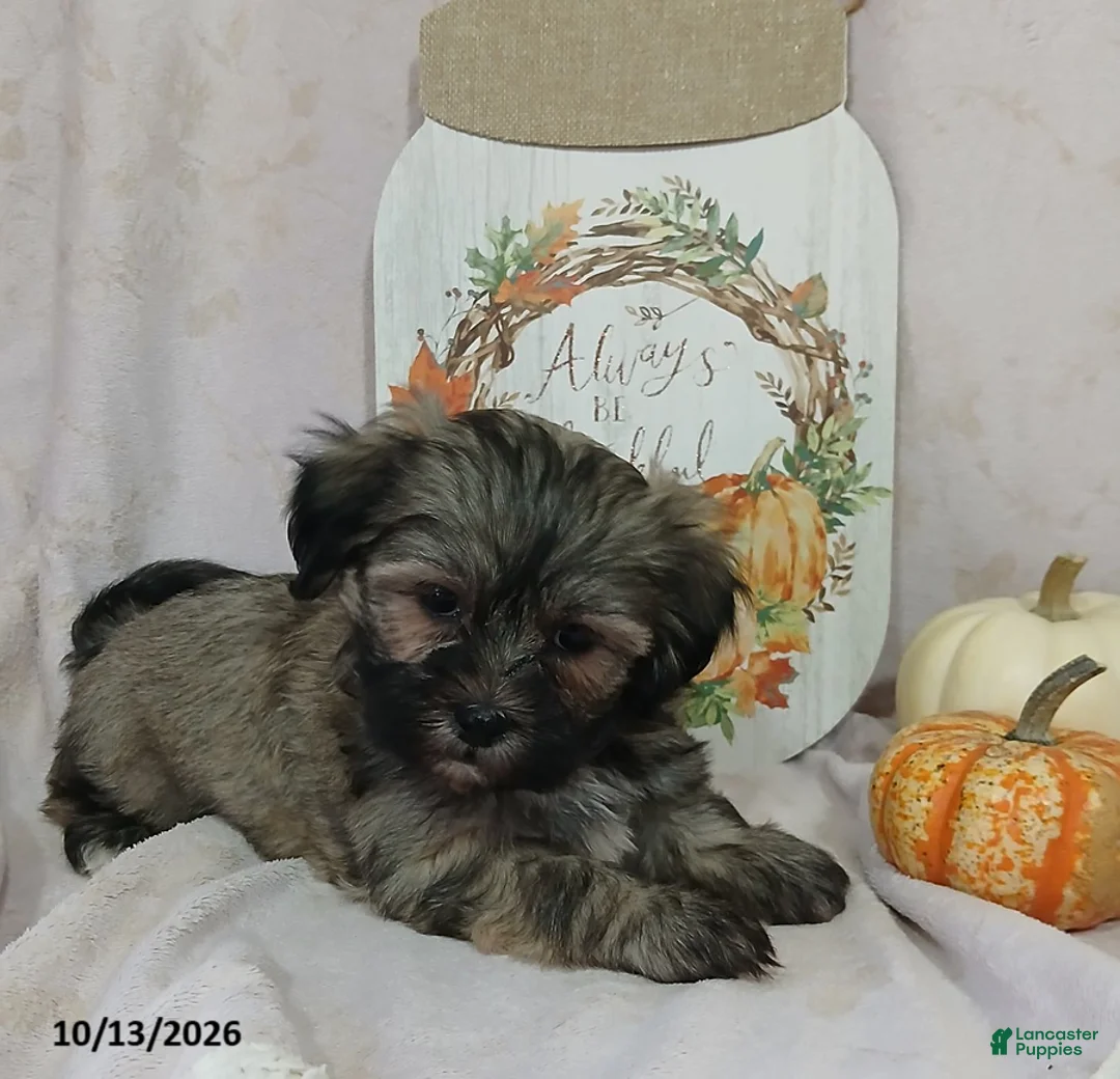 Teddy Bear dogs for sale: Lulu - Ad 2