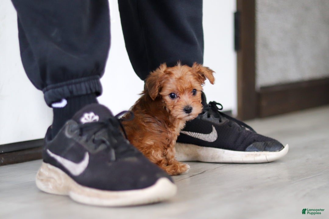 Yorkiepoo dogs for sale: Archie - Ad 6