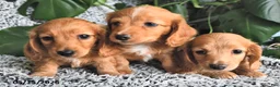 Miniature Dachshund dogs for sale: Carter - Ad 3