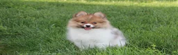 Pomeranian dogs for sale: Theo - Ad 19