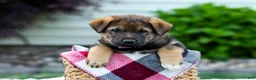 Sheprador dogs for sale: Bruno - Ad 5