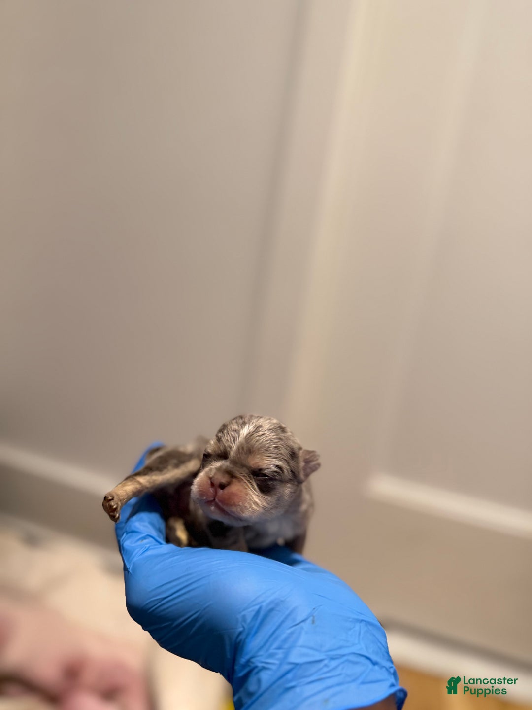 French Bulldog dogs for sale: Aspen - Ad 4