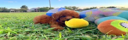 Toy Poodle dogs for sale: Teddy - Ad 5