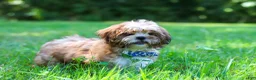 Shih Tzu dogs for sale: Sammy - Ad 8