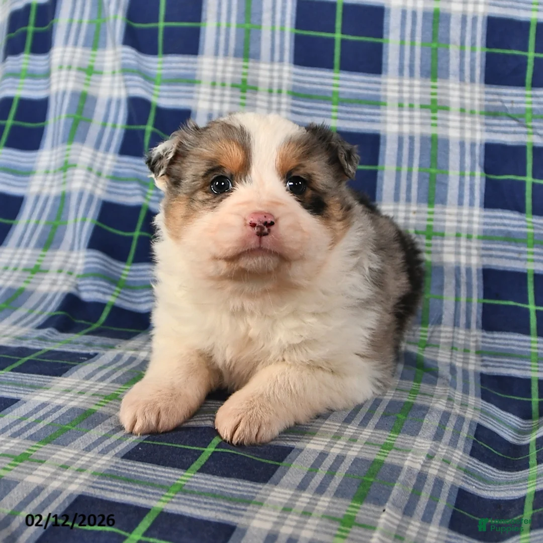 Australian Shepherd dogs for sale: Daisy - Ad 2
