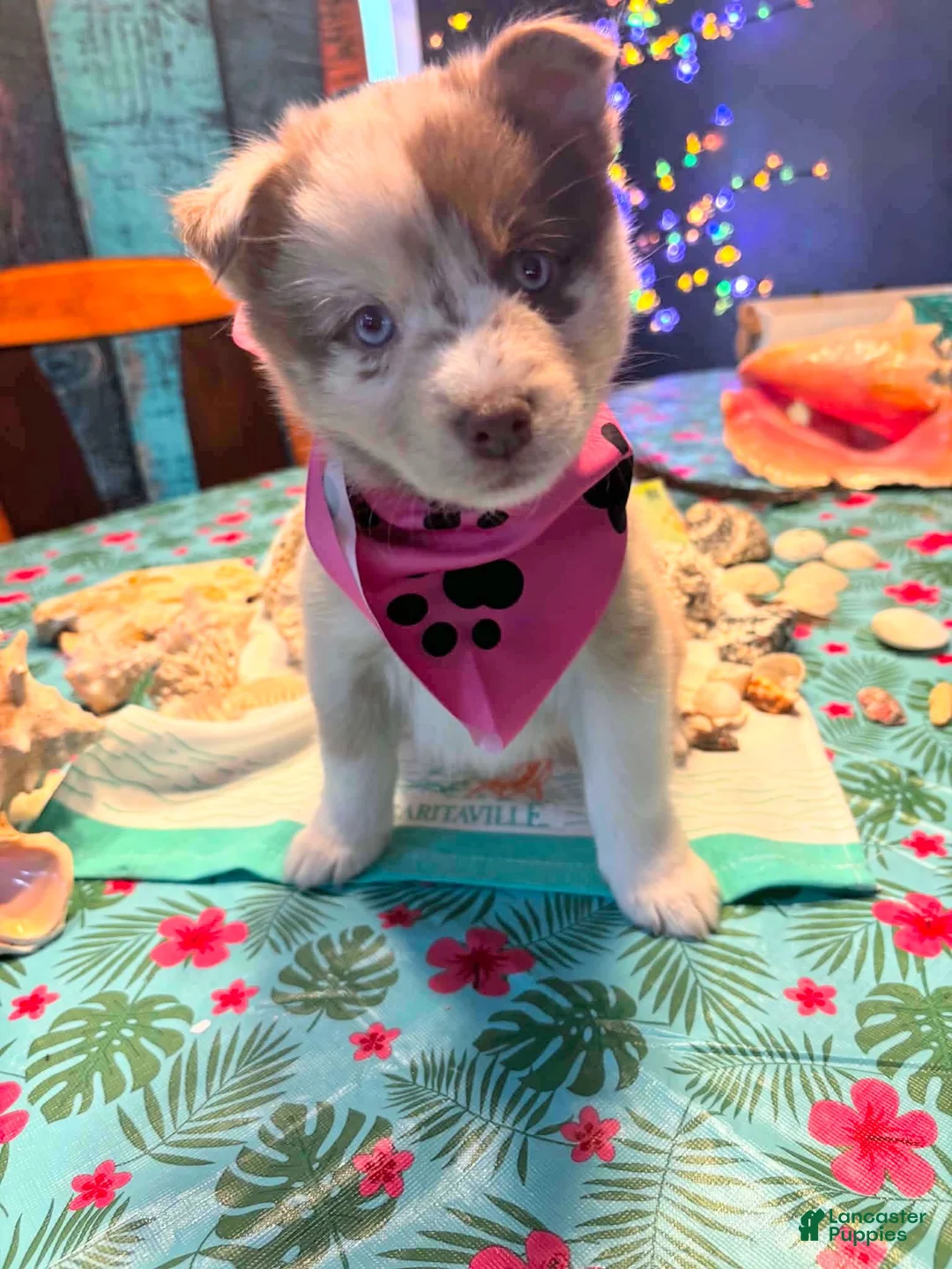 Pomsky dogs for sale: Patsy - Ad 1