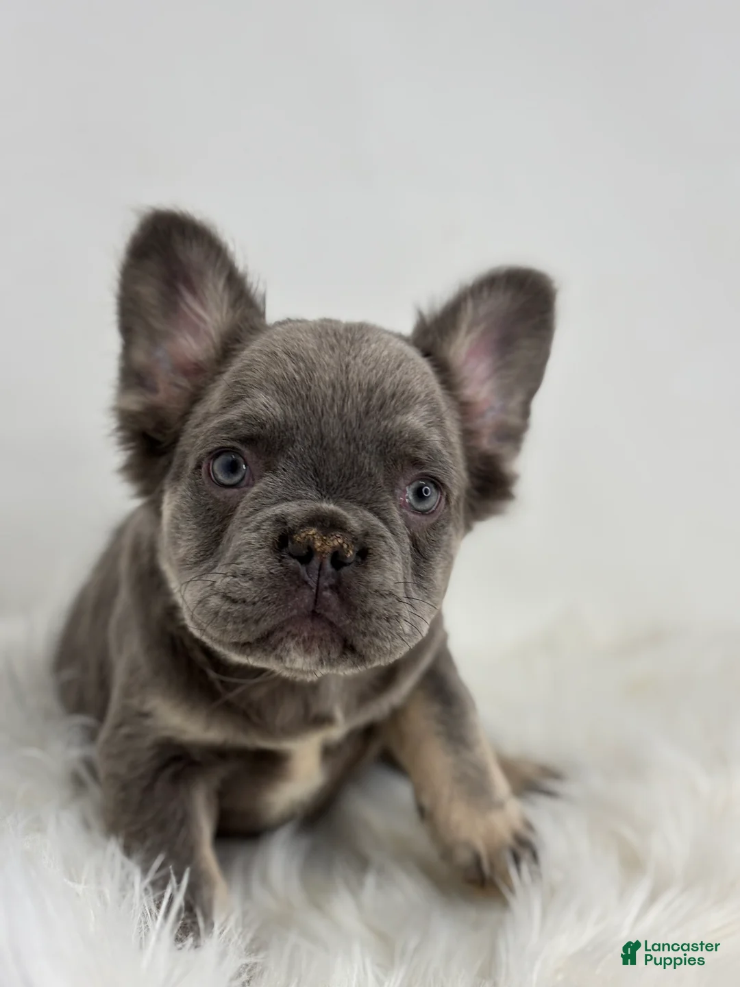French Bulldog dogs for sale: Peter - Ad 7