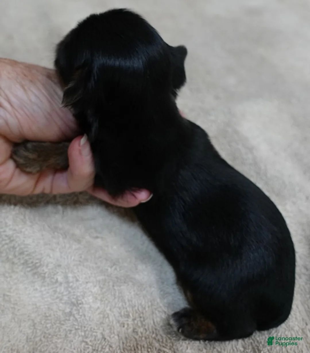 Yorkshire Terrier dogs for sale: Ziti - Ad 2