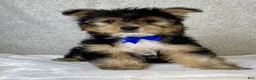 Yorkshire Terrier dogs for sale: Jasper - Ad 3