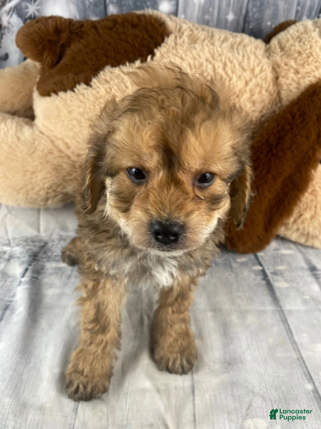 Cavapoo dogs for sale: Ace - Ad 3