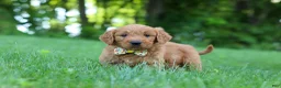 Goldendoodle dogs for sale: Theo - Ad 6