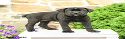 Cane Corso dogs for sale: Cleo - Ad 3