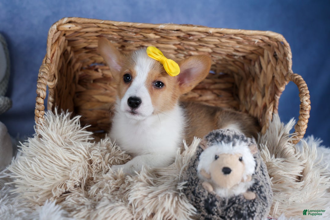 Welsh Corgi Pembroke dogs for sale: Lilly - Ad 1
