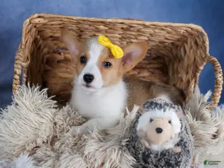 Welsh Corgi Pembroke dogs Lilly - Ad 34