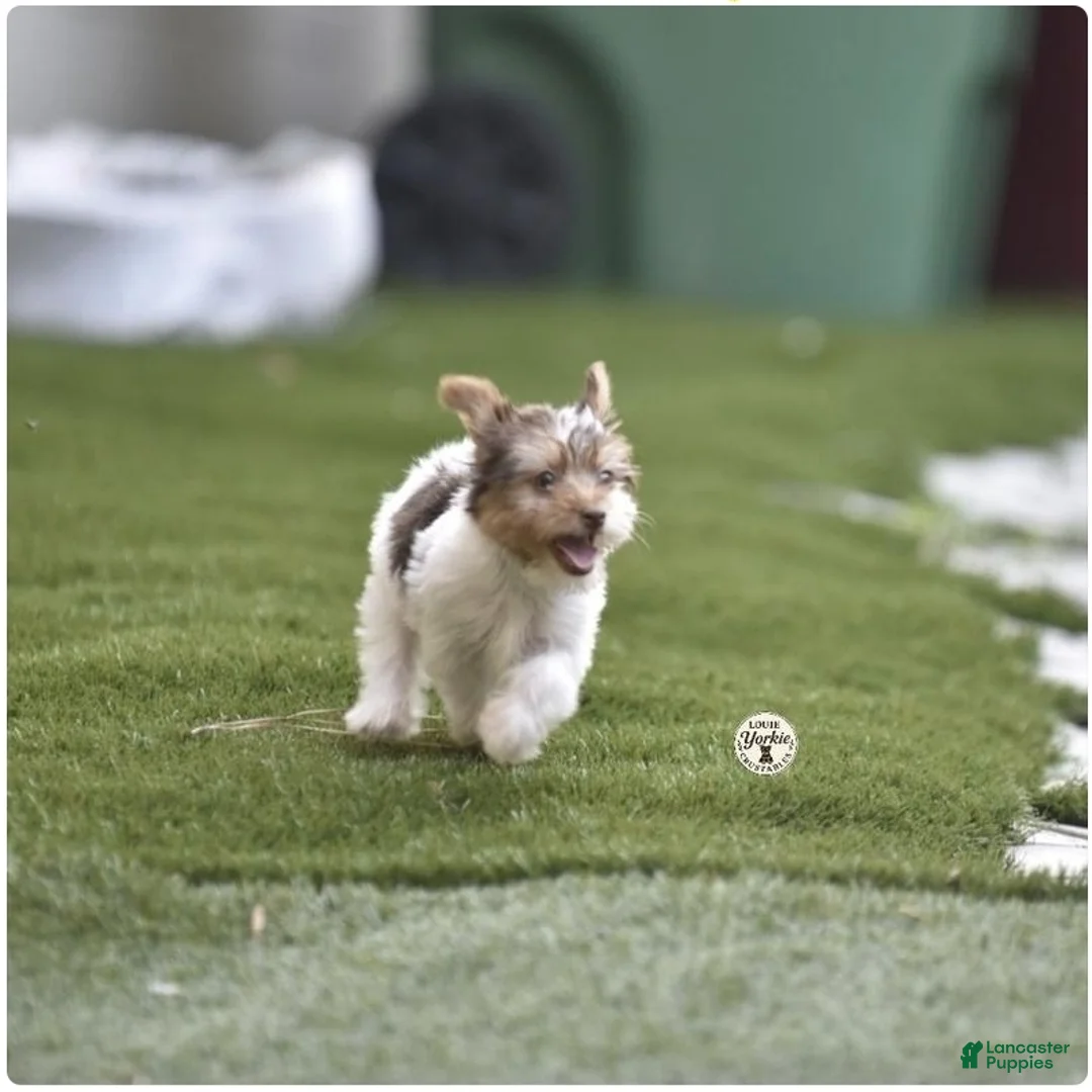 Yorkshire Terrier dogs for sale: Ollie - Ad 6