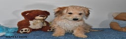 Bichpoo dogs for sale: Buster Brown - Ad 3