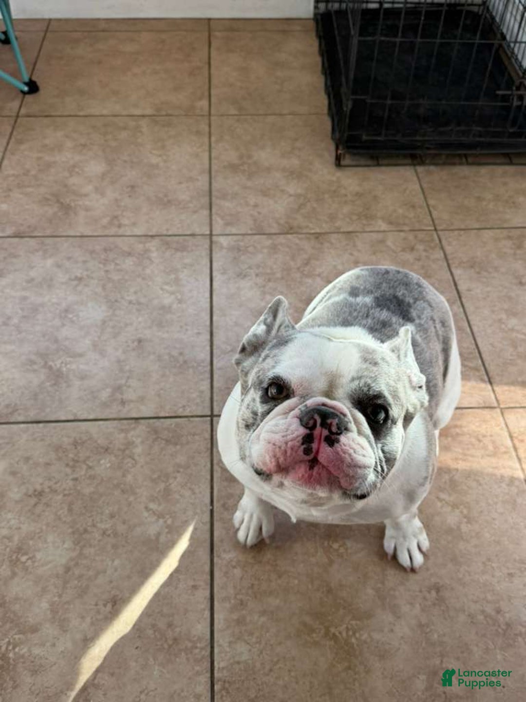 French Bulldog dogs for sale: Fluffy French Bulldog - Ad 9