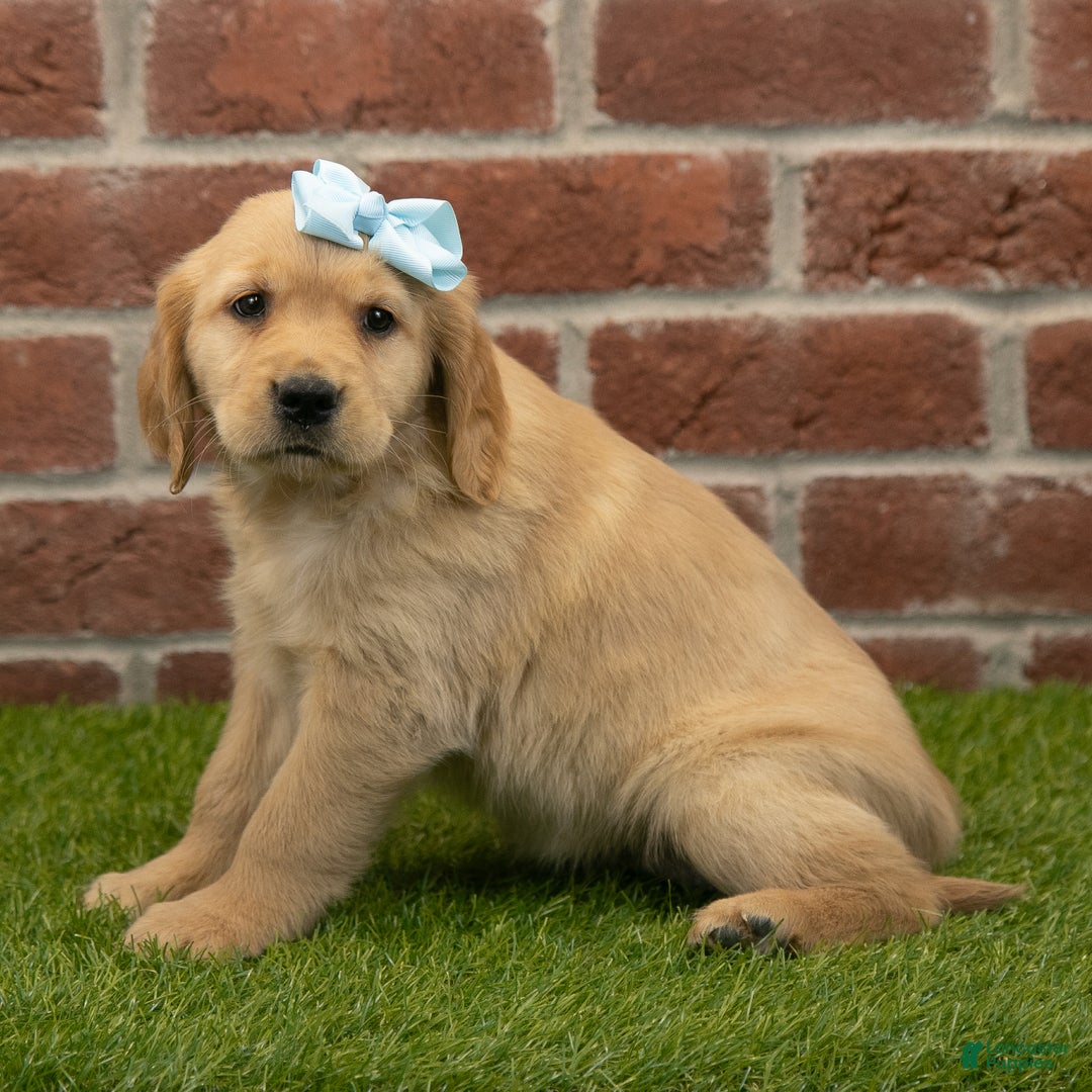 Honey for sale in Dundee Lancaster Puppies