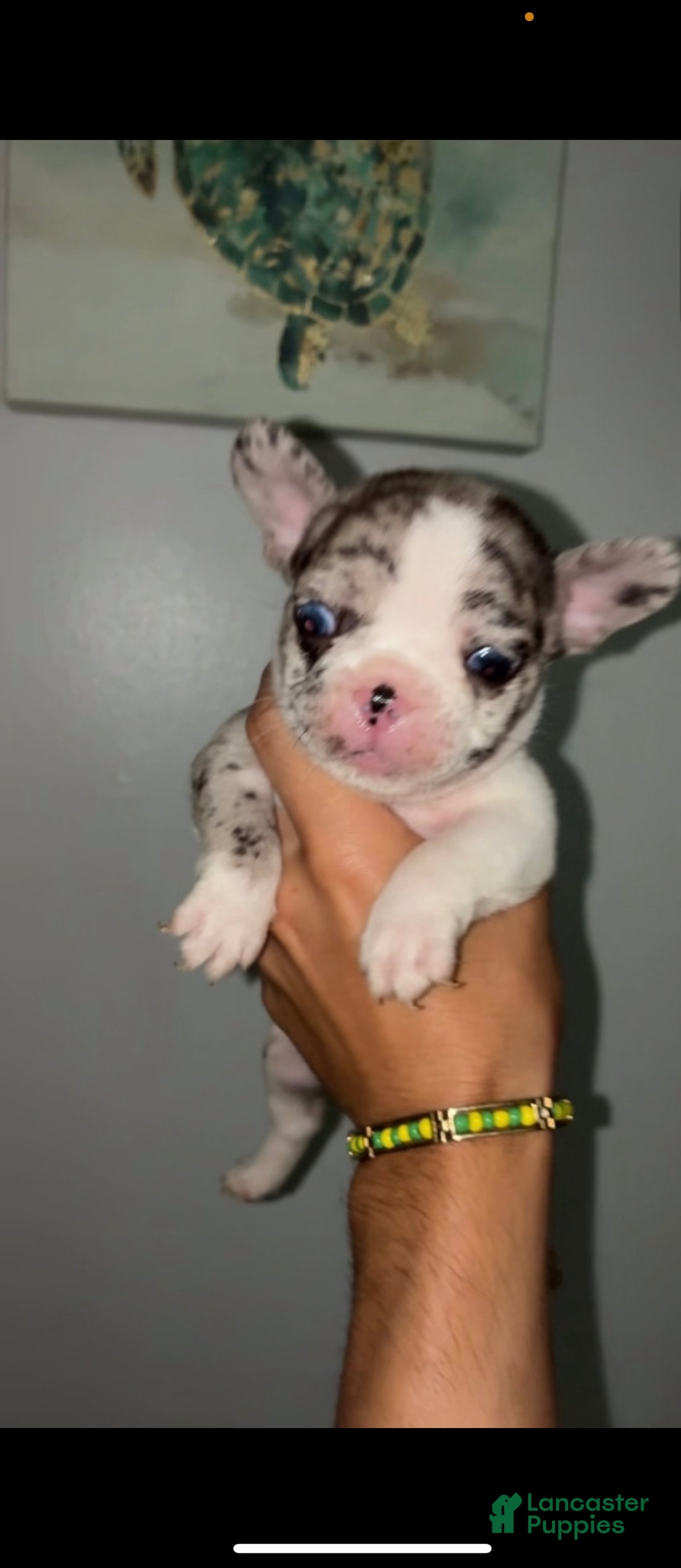 French Bulldog dogs for sale: French Bulldog Puppy 1 - Ad 4