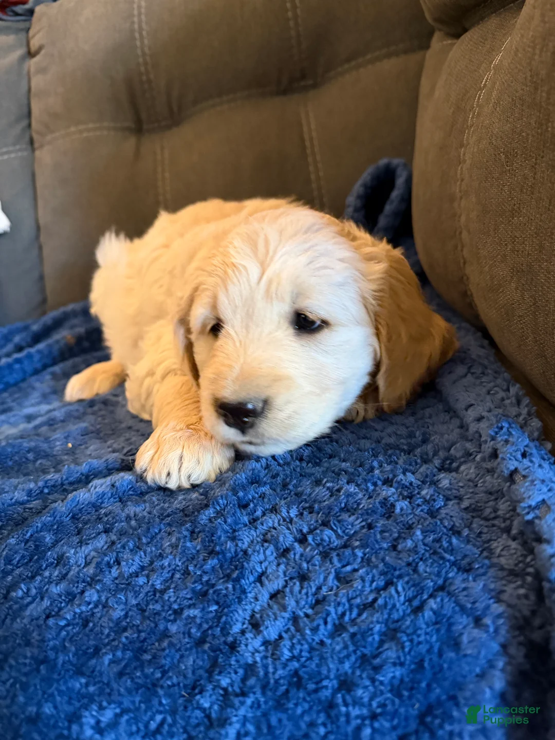 Goldendoodle dogs for sale: Precious  - Ad 3
