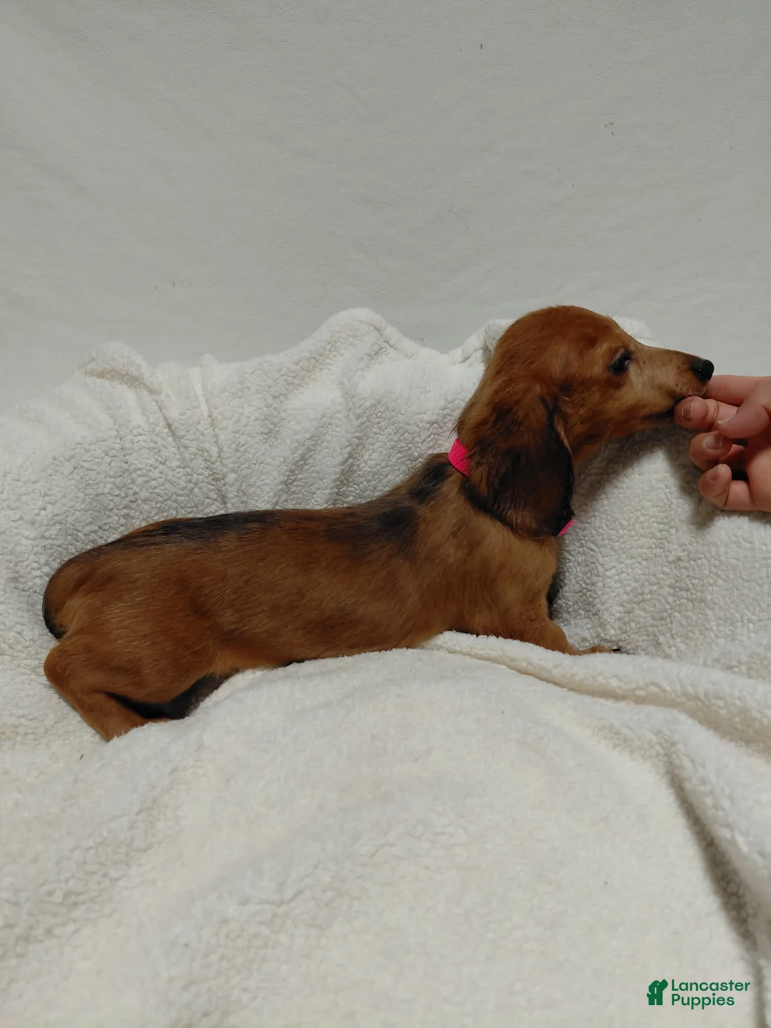 Miniature Dachshund dogs for sale: Girl 1 - Ad 1