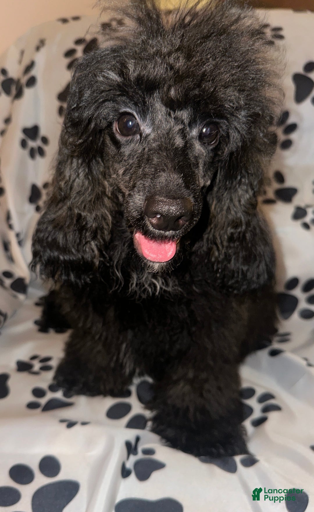 Toy Poodle dogs for sale: AKC Blaze  - Ad 4