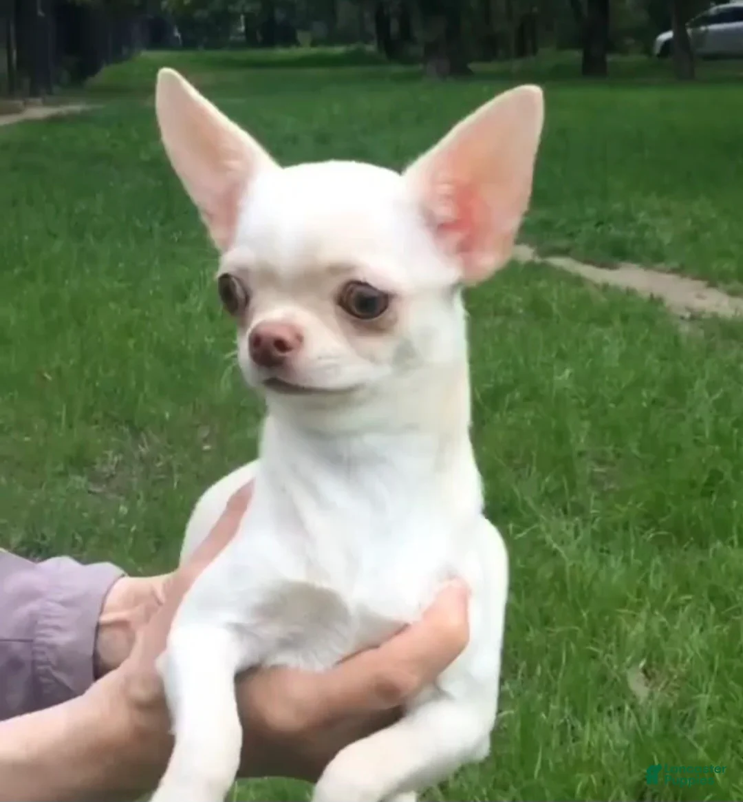 Chihuahua dogs for sale: Raina  - Ad 3