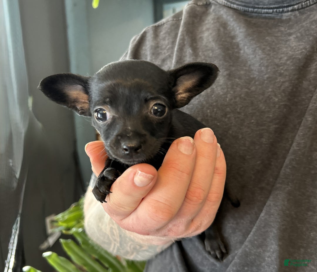 Mixed Breed dogs for sale: Tropical Night - Ad 5