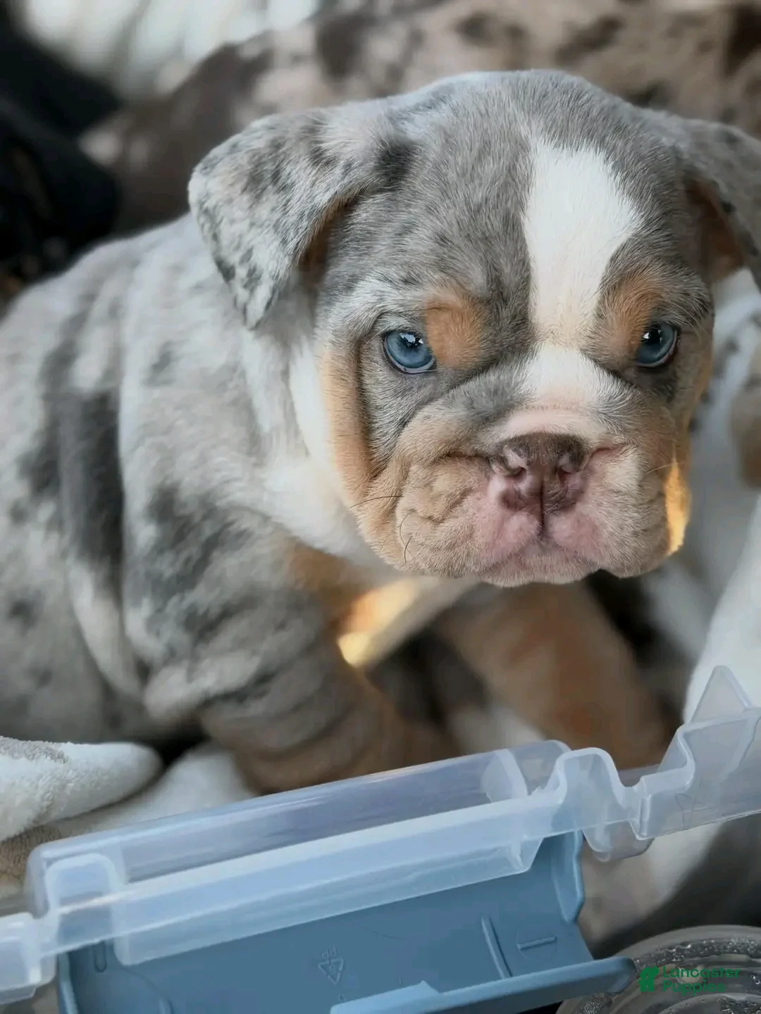 English Bulldog dogs for sale: ICE CUBE-TRI MERLE - Ad 1