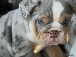 English Bulldog dogs ICE CUBE-TRI MERLE - Ad 5