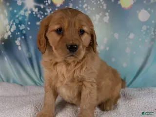 Mixed Breed dogs Jasper - Ad 7