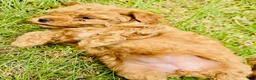 Toy Poodle dogs for sale: Toy Poodle Puppy 4 - Ad 2