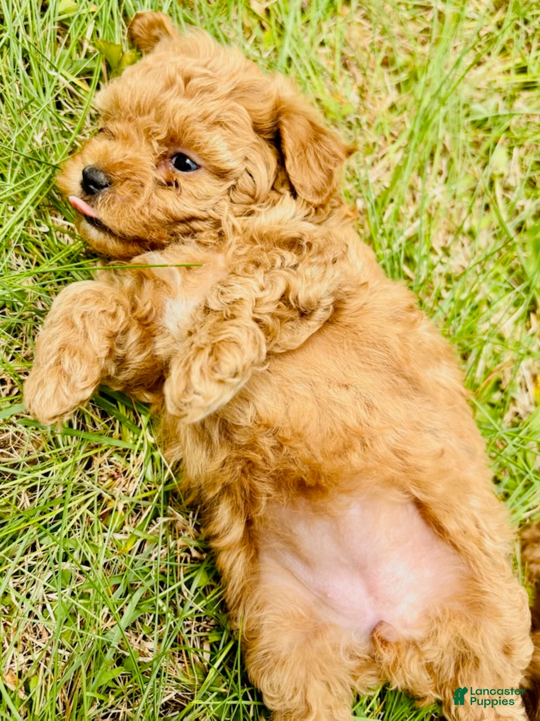 Toy Poodle dogs for sale: Toy Poodle Puppy 4 - Ad 2