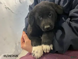 Mixed Breed dogs Quincy - Ad 22