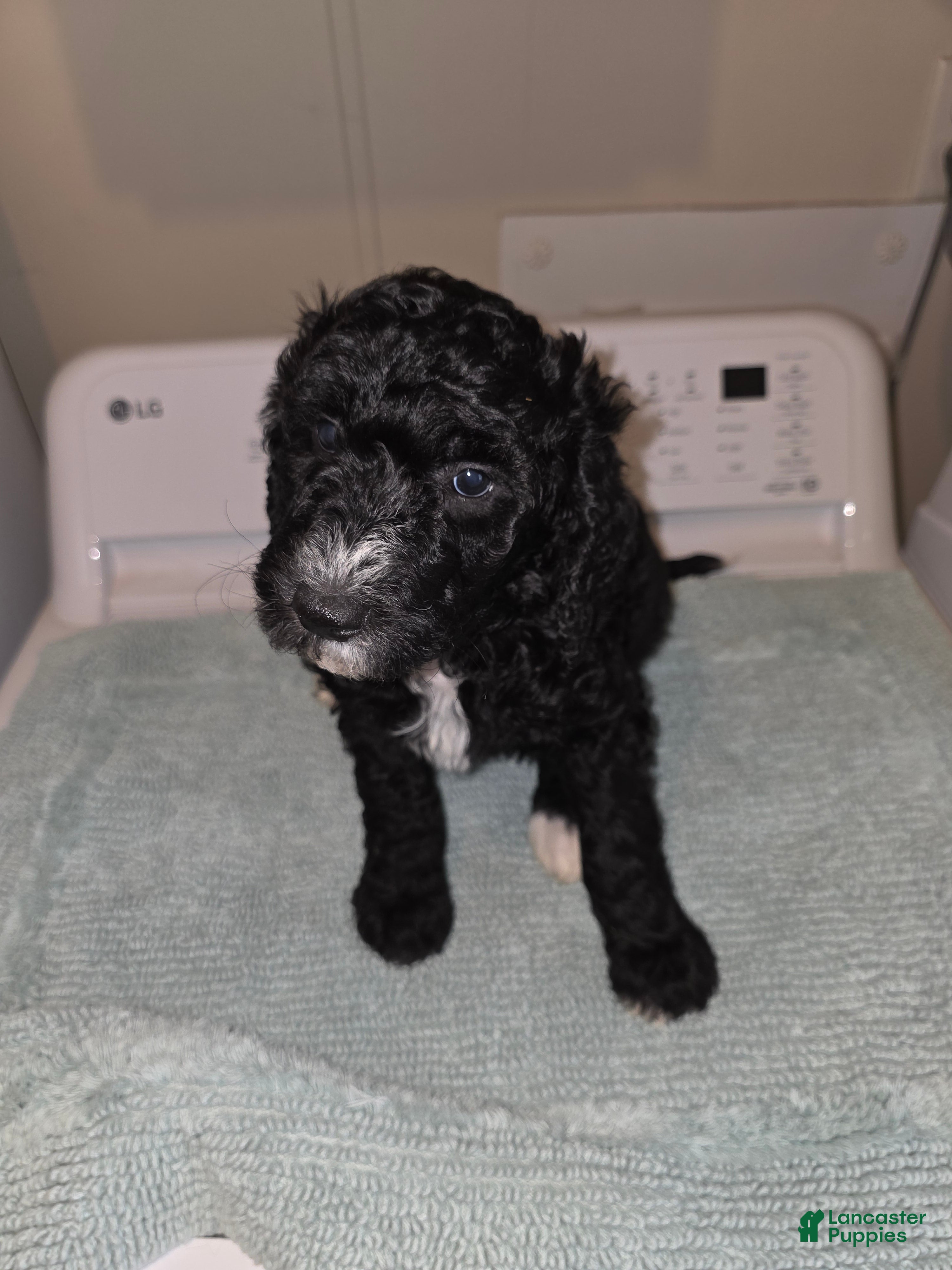 Bernedoodle dogs Pickle - Ad 8