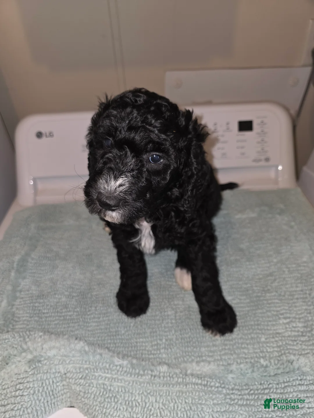 Bernedoodle dogs for sale: Pickle - Ad 1