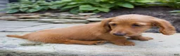 Miniature Dachshund dogs for sale: Misty - Ad 4