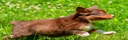 Miniature Australian Shepherd dogs for sale: Freddy - Ad 7