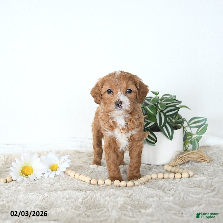 Mini Goldendoodle dogs Iris - Ad 2