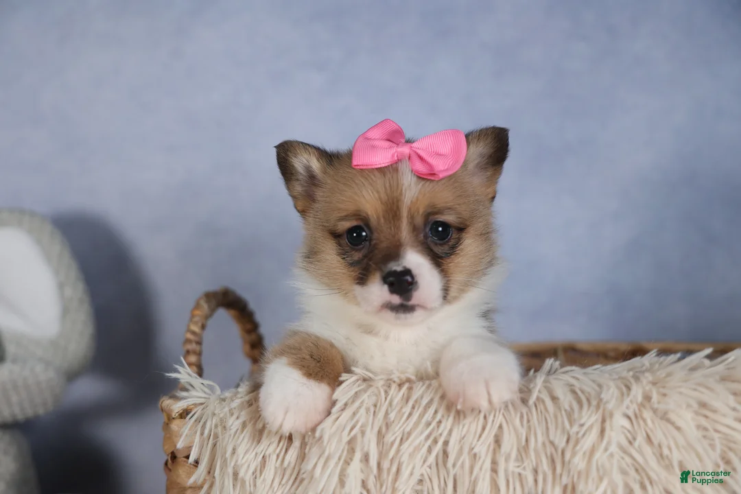 Welsh Corgi Pembroke dogs for sale: TWILIGHT - Ad 21