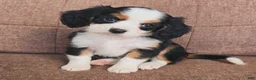 Miniature Bernese Mountain Dog dogs for sale: Paris - Ad 5