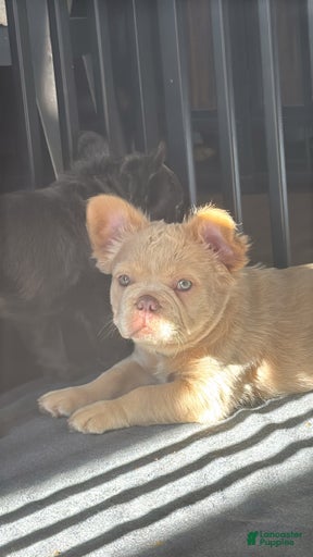 Gallery Image {{count}}