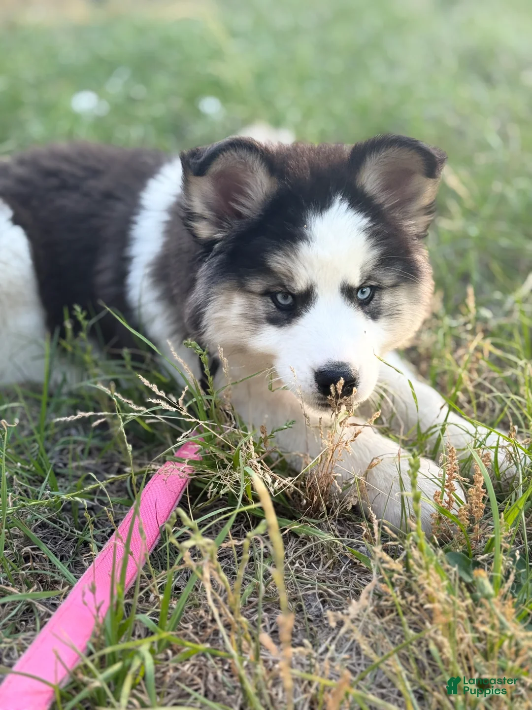 Siberian Husky dogs for sale: Siberian Husky Puppy 1 - Ad 8