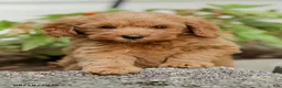 Mini Goldendoodle dogs for sale: Leon - Ad 5