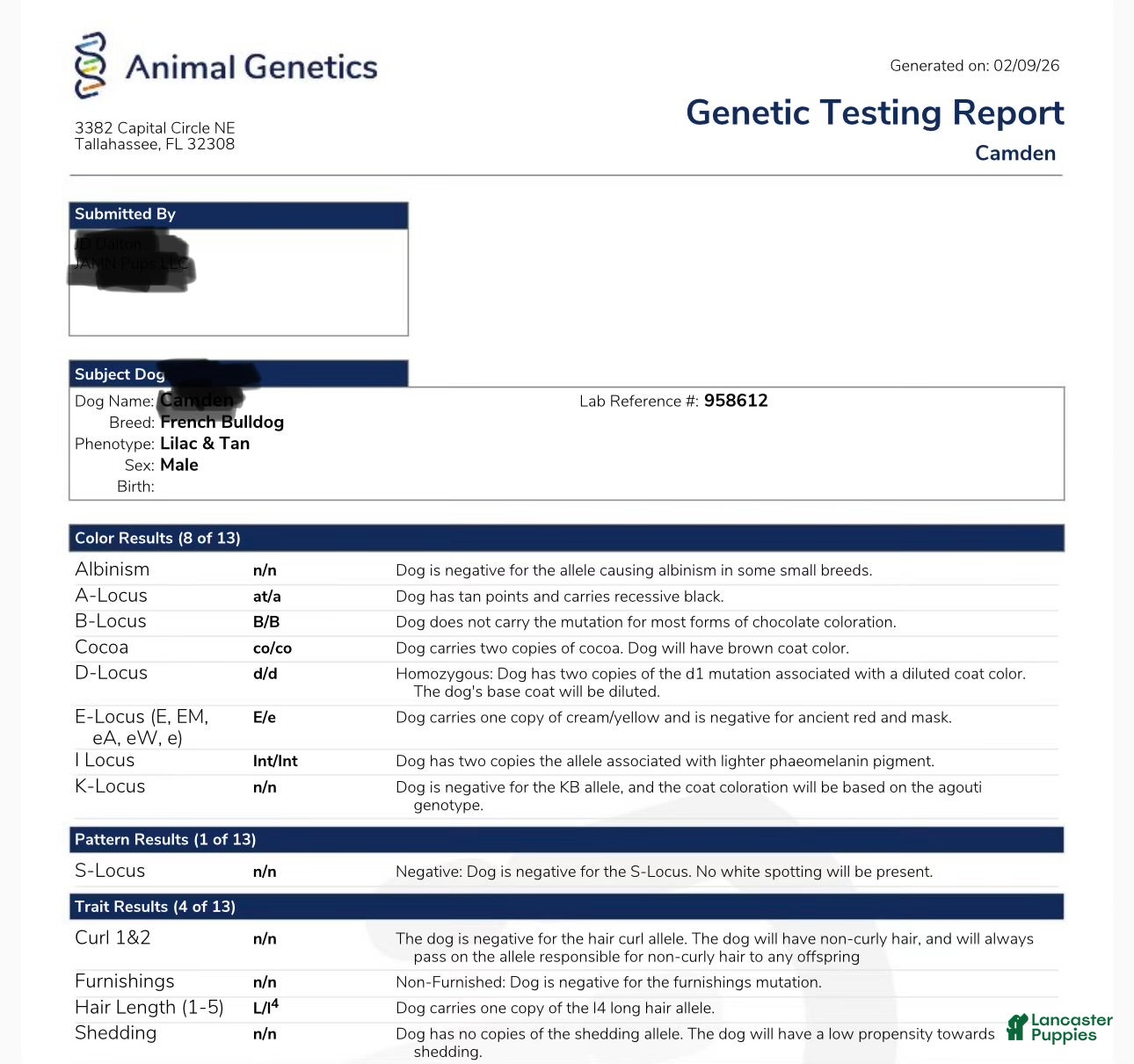 French Bulldog dogs French Bulldog Puppy 1 - Ad 1