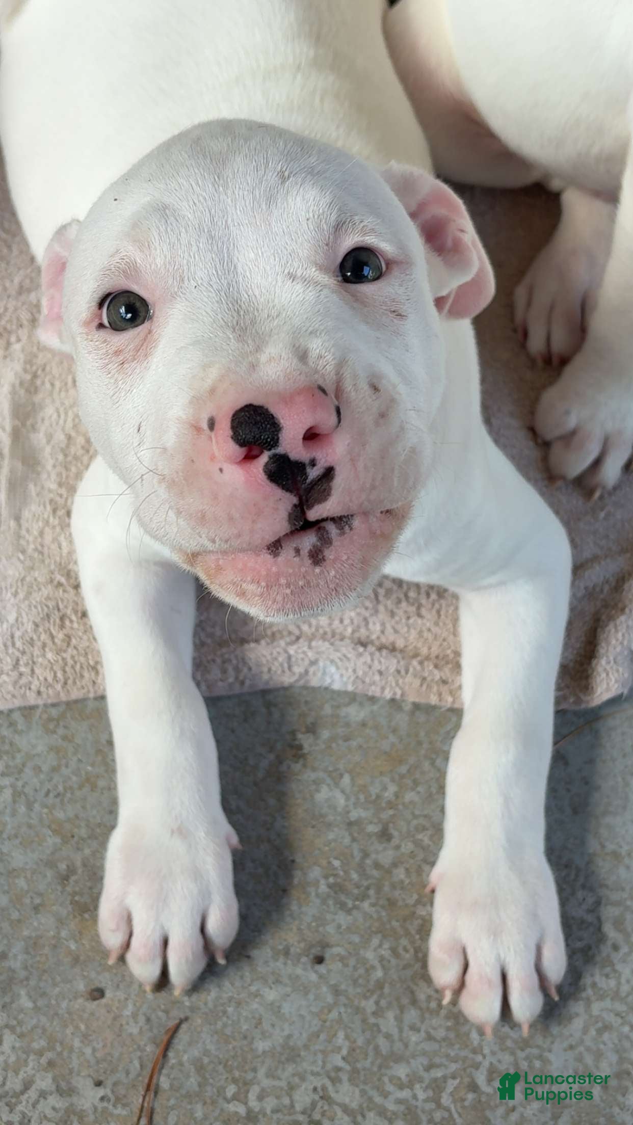 American Pit Bull Terrier dogs American Pit Bull Terrier 2 - Ad 2