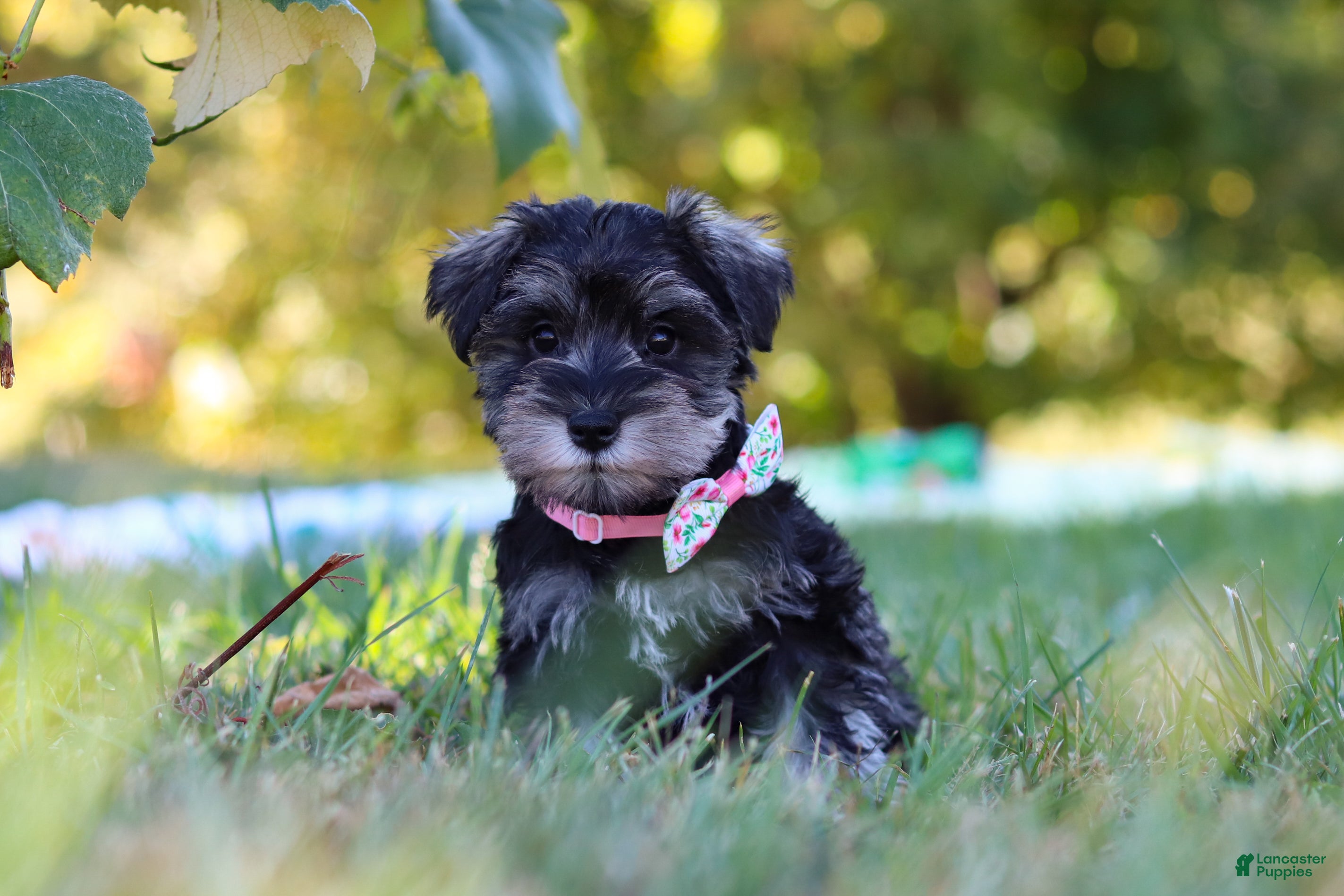 Merle Schnauzer Price Miniature Schnauzer Puppies For Sale
